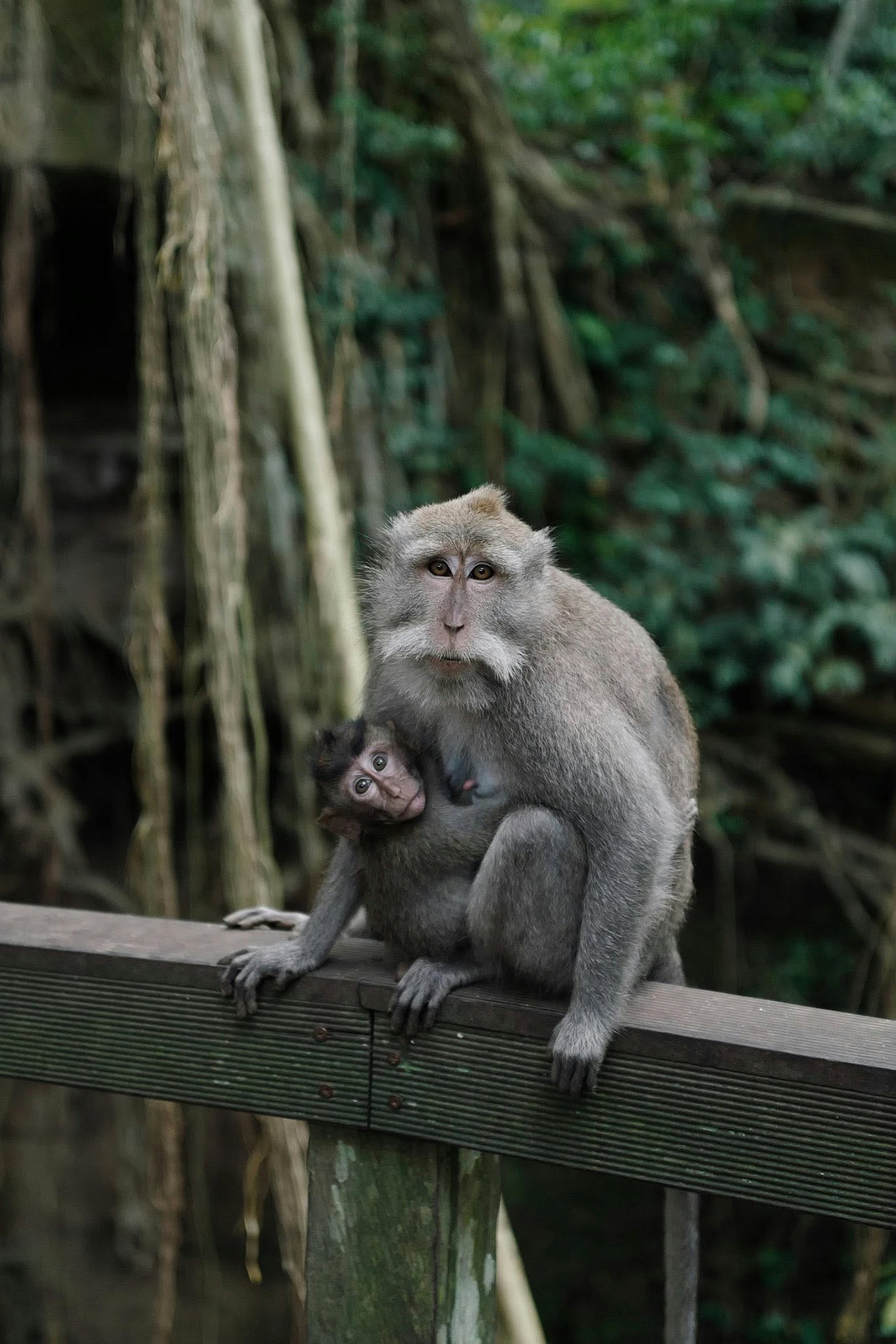 A macaque with its young in the sacred forest