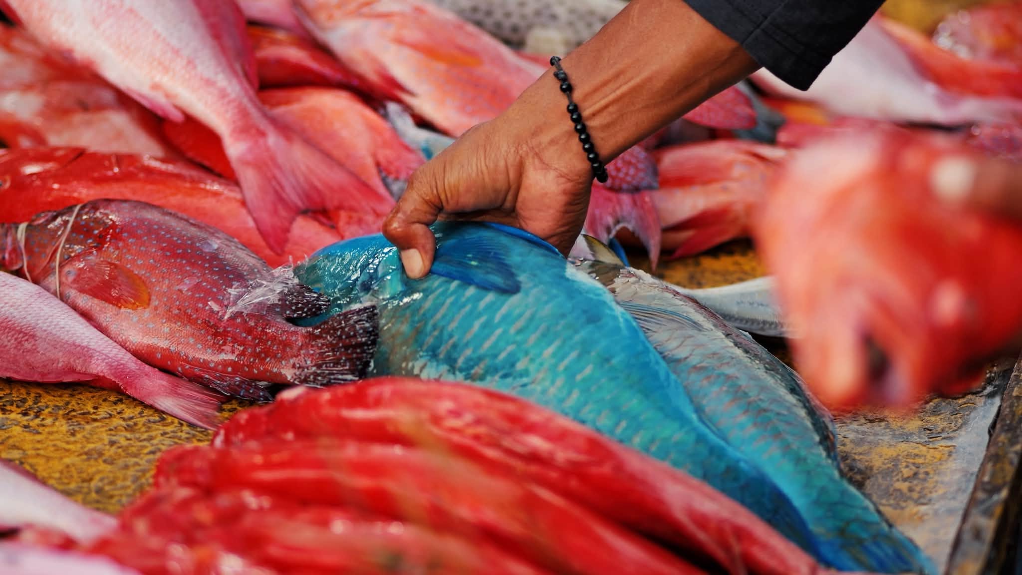 Colourful fish at a local market