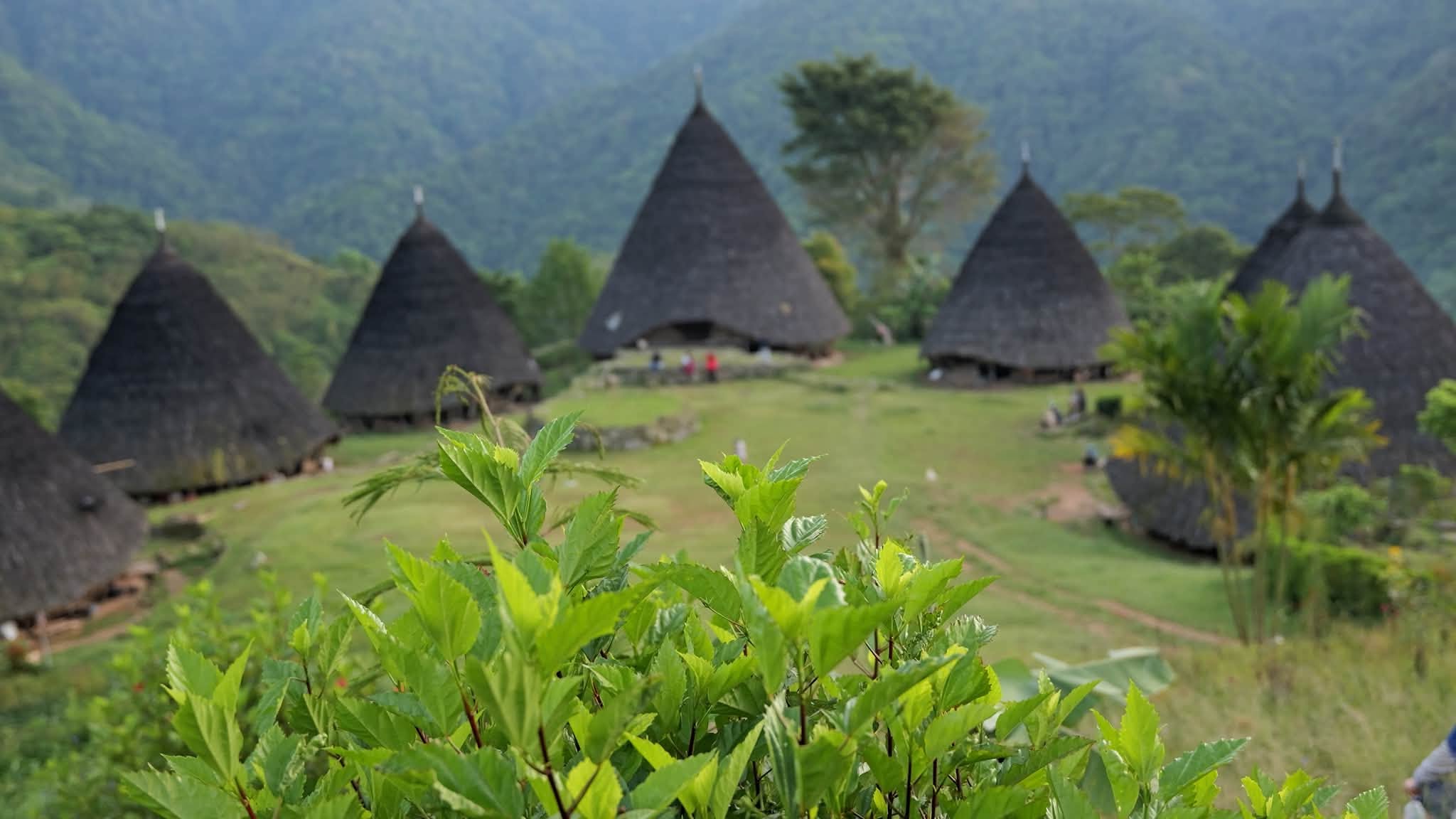 The cone-shaped houses of the Wae Rebo village