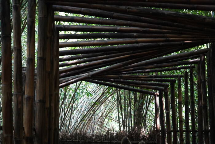 Las bambusowy — Indonezja