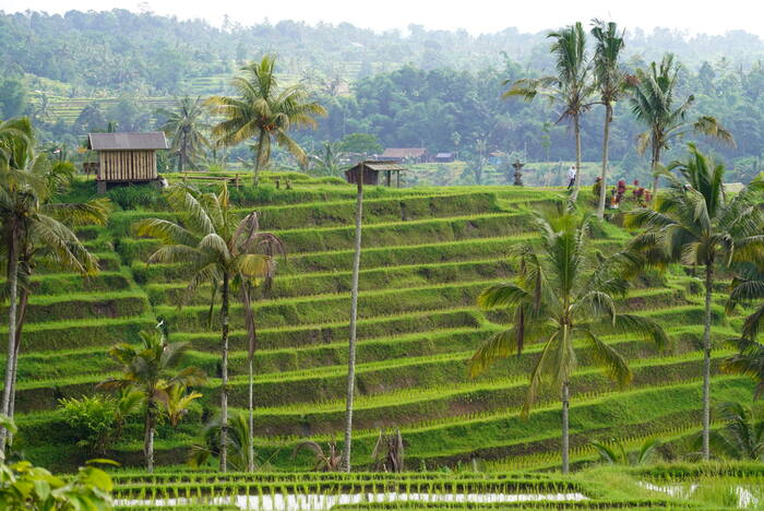 Palmy nad tarasami — Indonezja