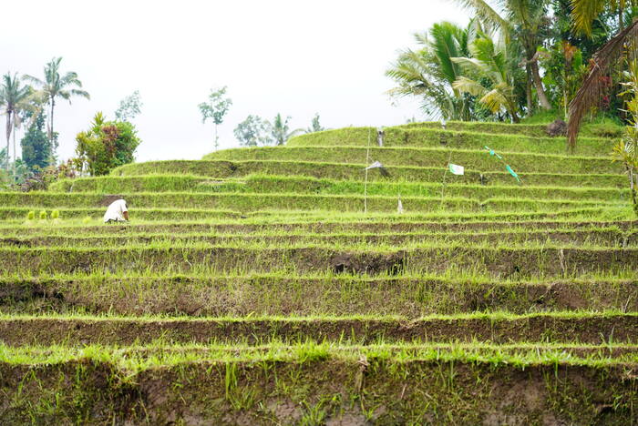 Poranek na tarasach — Indonezja