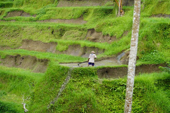 Rolnik na tarasach — Indonezja