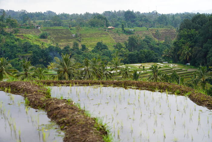 Samotna palma — Indonezja