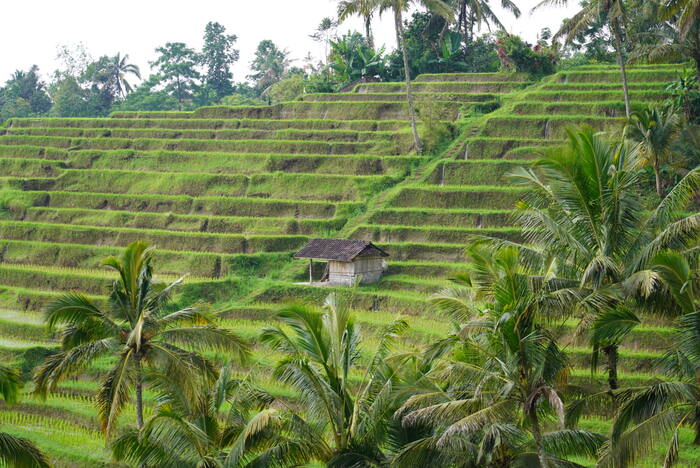 Schodkowe pola ryżu — Indonezja