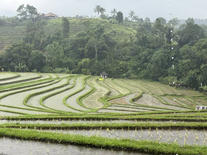 Tarasy we mgle — Indonezja