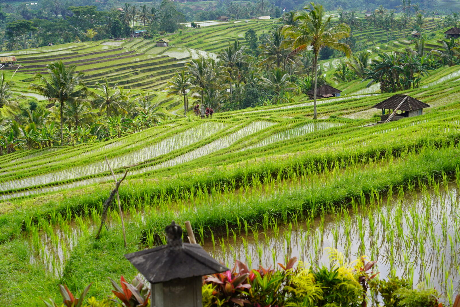 Tarasy ryżowe Jatiluwih na Bali