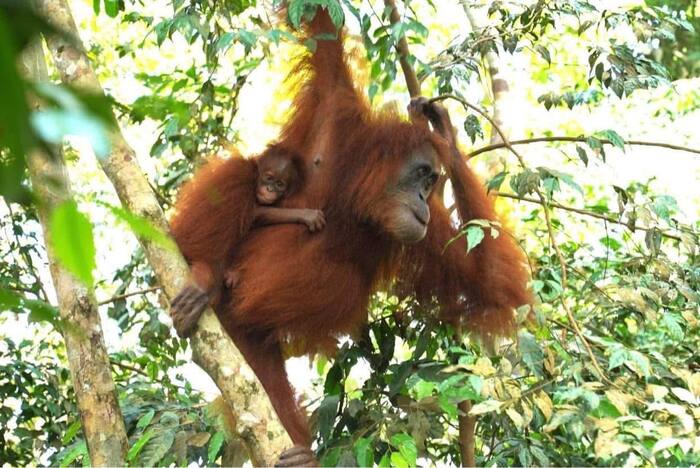 Orangutanica z młodym — Indonezja