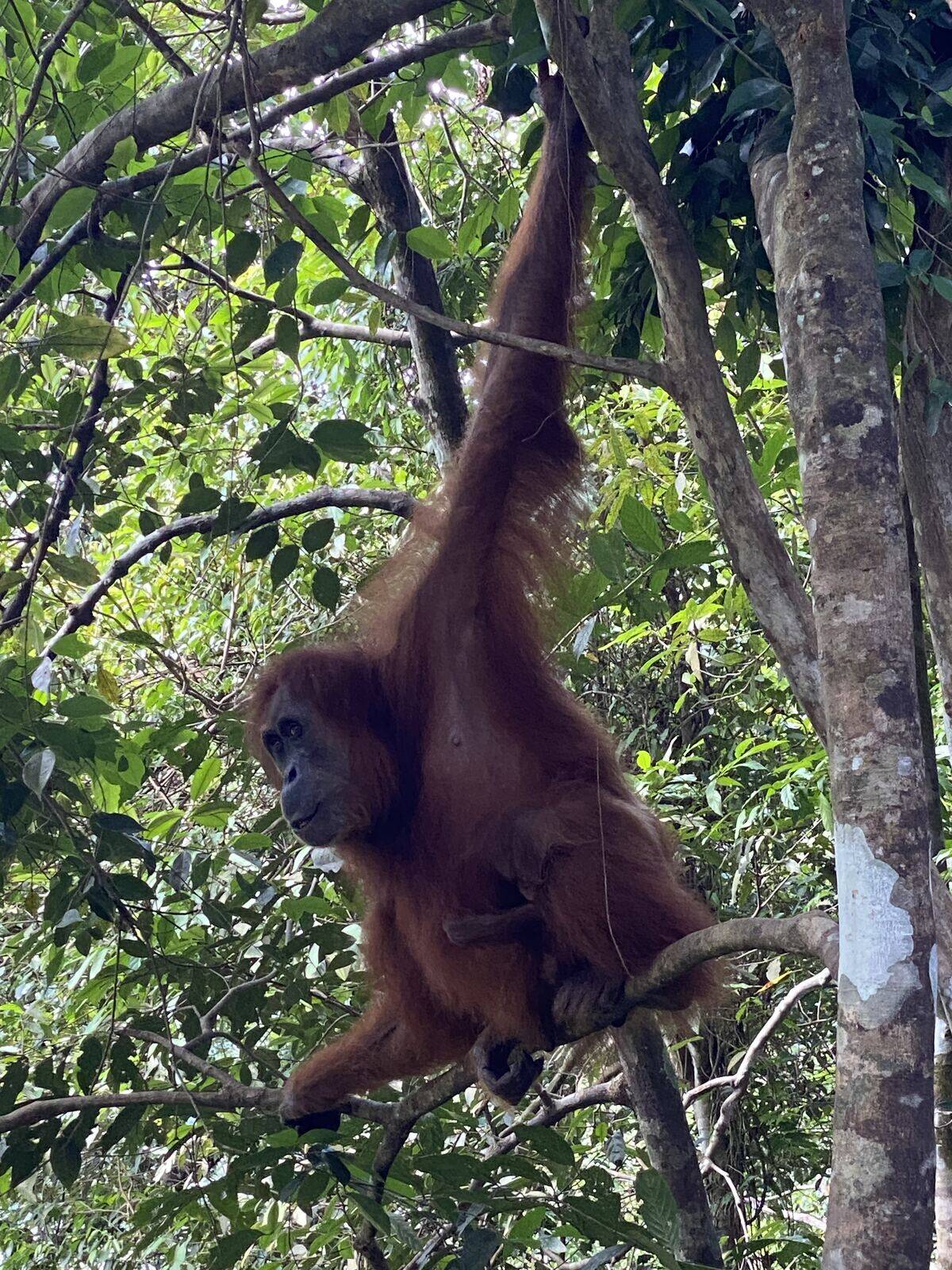 Orangutan w lasach Gunung Leuser