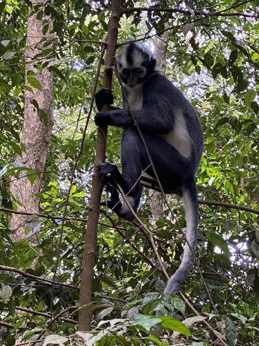 Langur Thomasa — Indonezja