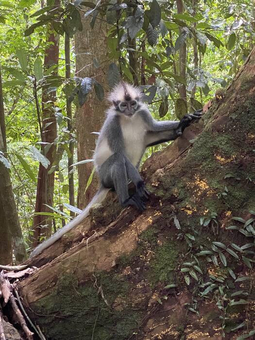 Langur z młodym — Indonezja