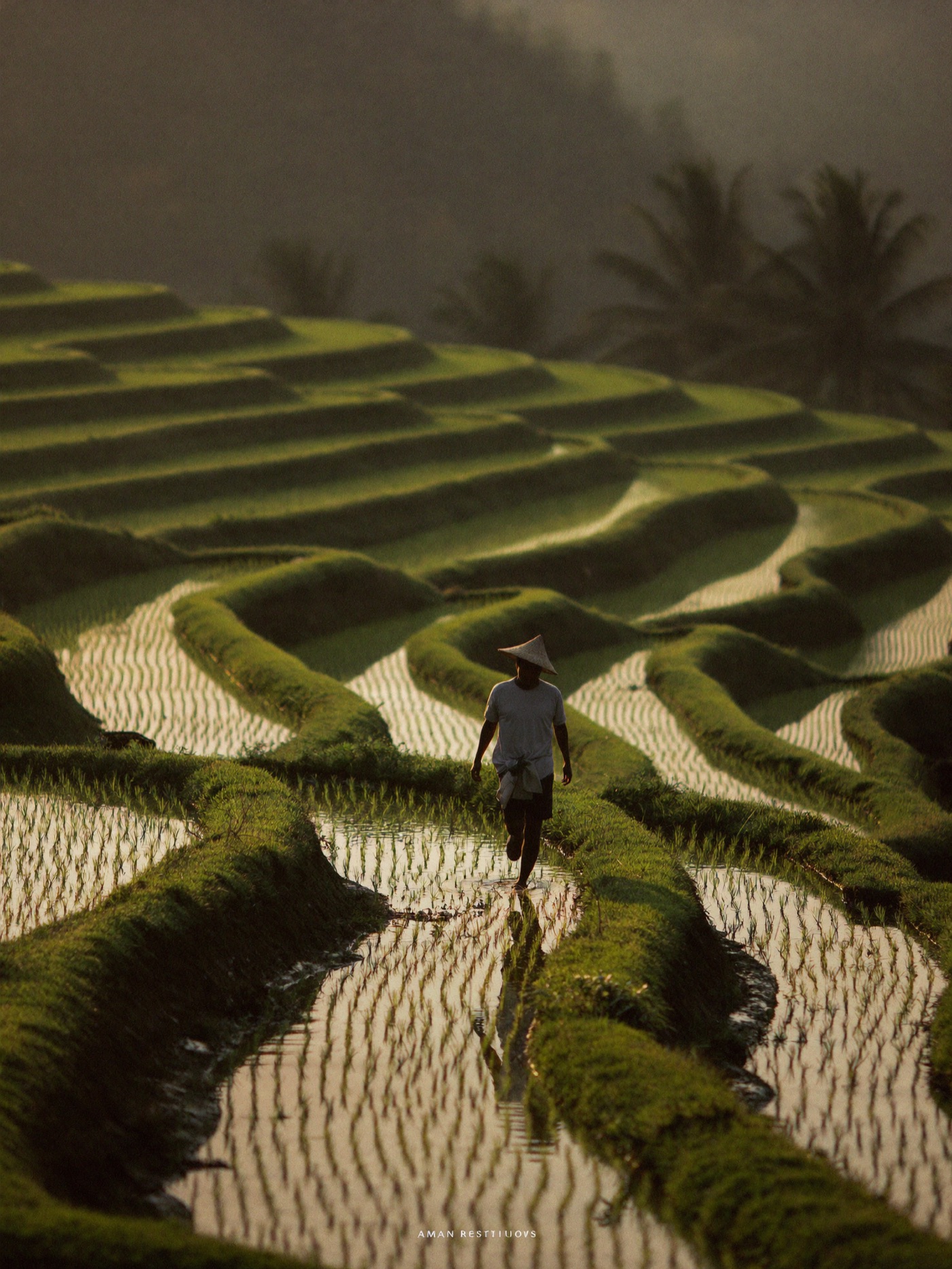 A farmer on the rice terraces at golden hour